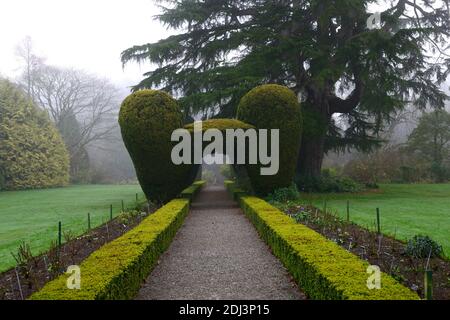 Colonne di Yew, arco di tasso, topiary di tasso, siepe di scatola, giardini formali, caratteristica di giardino di tasso, caratteristiche di giardino, inverno, nebbia, nebbia, giardinaggio invernale, Altamont Giardini, Corona Foto Stock