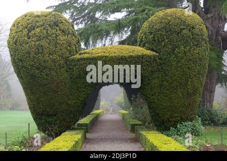 Colonne di Yew, arco di tasso, topiary di tasso, siepe di scatola, giardini formali, caratteristica di giardino di tasso, caratteristiche di giardino, inverno, nebbia, nebbia, giardinaggio invernale, Altamont Giardini, Corona Foto Stock