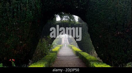 Colonne di Yew, arco di tasso, topiary di tasso, siepe di scatola, giardini formali, caratteristica di giardino di tasso, caratteristiche di giardino, inverno, nebbia, nebbia, giardinaggio invernale, Altamont Giardini, Corona Foto Stock