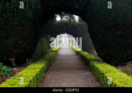 Colonne di Yew, arco di tasso, topiary di tasso, siepe di scatola, giardini formali, caratteristica di giardino di tasso, caratteristiche di giardino, inverno, nebbia, nebbia, giardinaggio invernale, Altamont Giardini, Corona Foto Stock