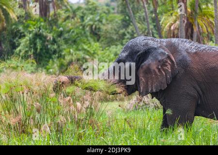 Old Elephant Bull munching erba costiera al Lago Akagera aka Lago Hago, Rwanda Orientale, Africa Foto Stock