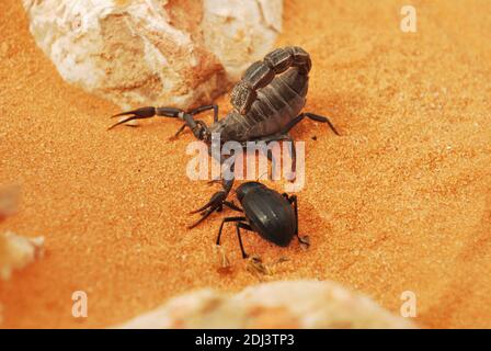 Fauna selvatica Saudita. Deserto di Riyadh Foto Stock