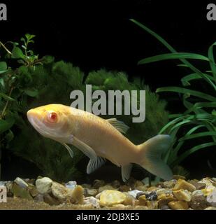 Carpa di erba, Ctenopharyngodon idella, Albino Pesce Foto Stock