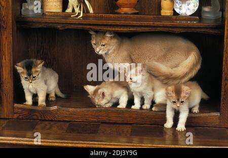 Gatto domestico somalo fawn, madre con Kitten in piedi sulla sponda Foto Stock