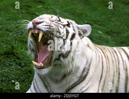 Tigre bianca, tigri panthera, tendine per adulti, con bocca aperta Foto Stock