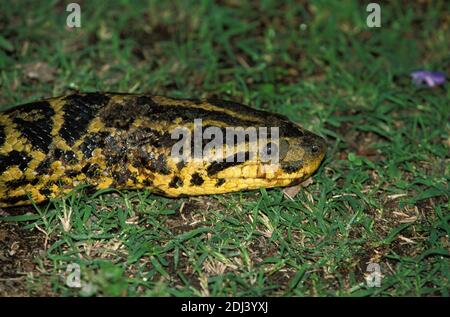 Anaconda verde, eunectes murinus, primo piano di testa, Pantanal in Brasile Foto Stock