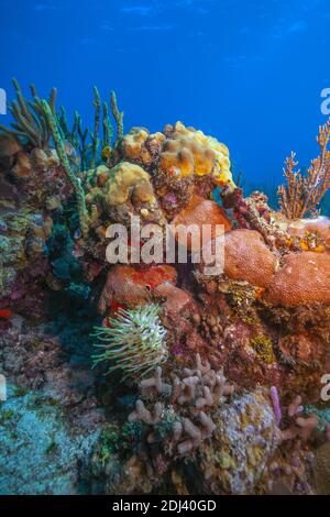 Barriera corallina caraibica al largo della costa dell'isola di Bonaire Foto Stock