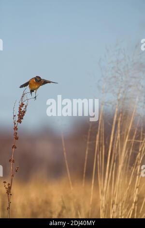 Stonechat europea Foto Stock