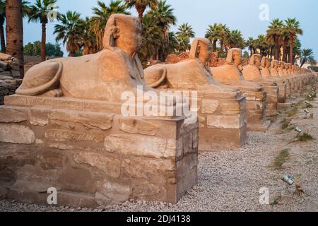 Viale di Sphinxes o vicolo Sphinx in Luxor Egitto con Statue antiche Foto Stock