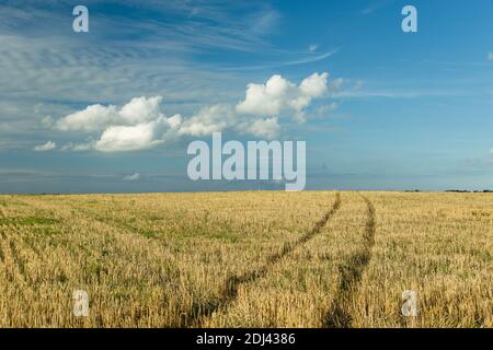 Tracce di ruote su stoppie e nuvole bianche su blu cielo Foto Stock