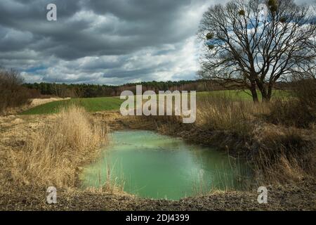 Un piccolo stagno con acqua verde, un albero nel campo e un cielo nuvoloso Foto Stock