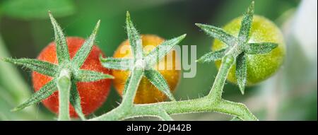 Tre pomodori maturi top view texture macro, ciliegi che cambiano colore da verde e arancio a rosso, coltivando su viti pelose Foto Stock