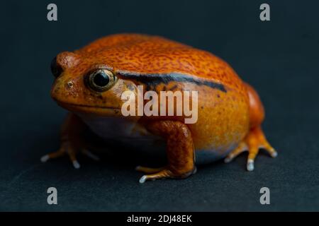 pet, amore, animale, rana, rana, rana di pomodoro, albero, fauna selvatica, sfondo studio, animale, carino, arancione, rosso, rana piccola, carino, lucertola, sfondo scuro, eee Foto Stock