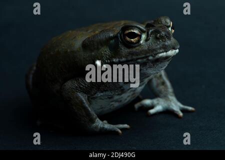 pet, rana, animale, anfibio, verde, rana, tropicale, isolato, carino, fauna selvatica, seduta, divertente, selvaggio, piccolo, natura, esotica,, bella, jumppet, animale domestico, Foto Stock