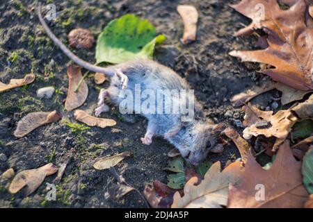 Un fuoco selettivo sparato di un ratto morto tra il fogliame autunnale Foto Stock