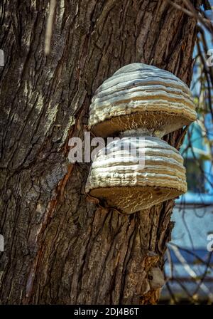 Fungo di Chaga - Inonotus obliquus - che cresce su un tronco di albero in una foresta. Fungo di scaffale usato in medicina alternativa Foto Stock