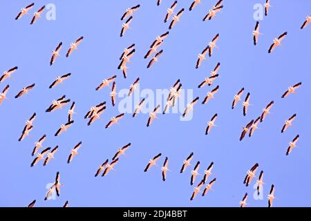 Un grande gregge di pellicani in volo su uno sfondo blu del cielo. Questi uccelli sono dannosi per la pesca locale. Fotografato nella Riserva Naturale di Ein Afek, Foto Stock