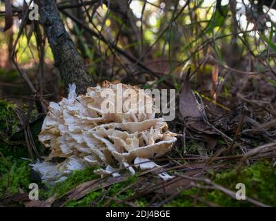 Macro fotografia di un cavolfiore funghi sul terreno in Una foresta vicino alla città coloniale di Villa de Leyva Nelle montagne andine centrali del col Foto Stock