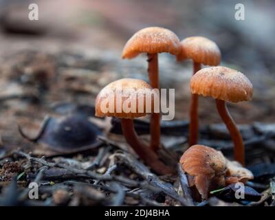 Macro fotografia di un gruppo di funghi tromba dorati il terreno di una foresta vicino alla città coloniale di Villa de Leyva nel Mun andino centrale Foto Stock