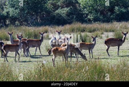 Cervi Sika (Cervus nippon) mandria allerta di branchi che guardano al pascolo in un prato umido al crepuscolo, vicino al Castello di Corfe, Dorset, Regno Unito. Foto Stock