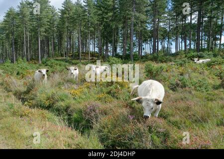 White Park Cattle (Bos taurus), un'antica razza britannica, brughiera per ridurre la crescita della macchia, Rempstone Heath, Dorset, Regno Unito, agosto. Foto Stock