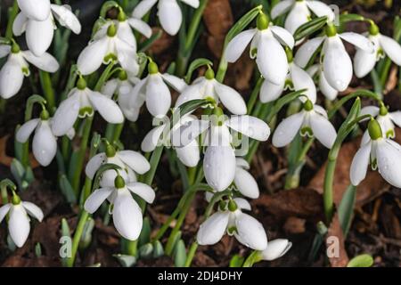 Immagine dettagliata di un piccolo grappolo di Snowdrops primaverili (Galanthus nivalis) nel mese di gennaio Sunshine, Grande Torrington, Devon, Inghilterra. Foto Stock