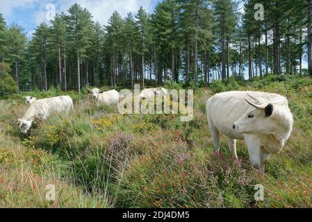 White Park Cattle (Bos taurus), un'antica razza britannica, brughiera per ridurre la crescita della macchia, Rempstone Heath, Dorset, Regno Unito, agosto. Foto Stock