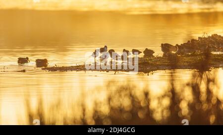 Comune Greenshank e comune Redshank all'alba sul tempo dell'ora d'oro. Foto Stock