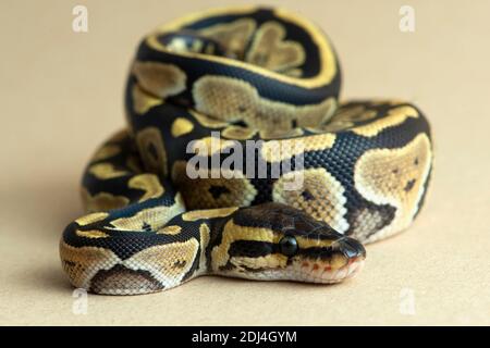 rettile, serpente, pitone, studio, isolato, animale, bianco, palla, fauna selvatica, selvatica, sfondo, specie, reale, giallo, vertebrato, sfondo bianco, Foto Stock