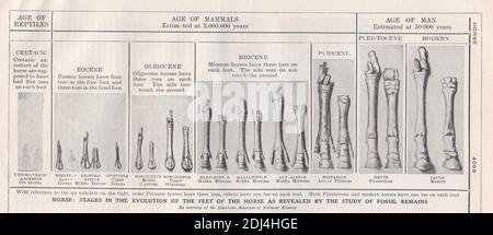 Illustrazioni d'epoca del Cavallo: Tappe dell'evoluzione dei piedi del cavallo come rivelato dallo studio dei resti fossili. Foto Stock