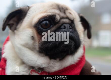 Carino Pug Foto Stock