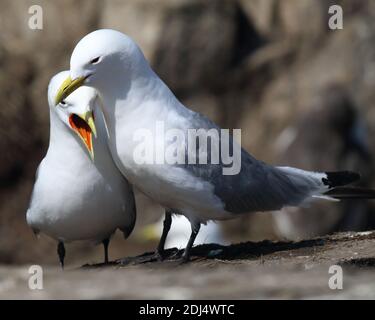 Un paio di kittiwake sulle Isole Farne Foto Stock