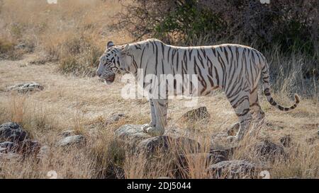 tigre di bengala bianco selvatico in terreno erboso, retroilluminato, bocca aperta Foto Stock