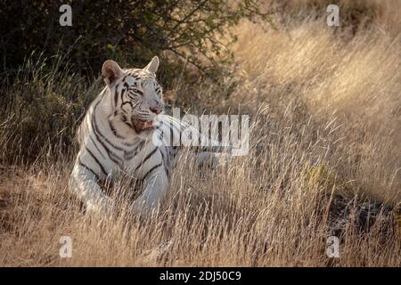 White Bengal tiger lies in the grass: photographed in a tiger reserve in the Karoo, South Africa Stock Photo