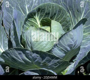 Castello di cavolo, Brassica oleracea Foto Stock