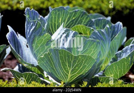 Castello di cavolo, Brassica oleracea Foto Stock