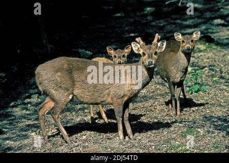 Hog Deer, Axis porcinus, coppia con Young Foto Stock