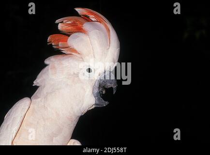 Cockatoo al salmone o cockatoo al molucco, cacatua molucensis, chiamata del Capo adulto Foto Stock