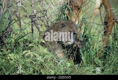 Babbuino Oliva, papio anubis, maschio mangiare Piante, Masai Mara Park in Kenya Foto Stock