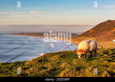 Pascolo delle pecore con la splendida baia di Rhossili sullo sfondo Foto Stock