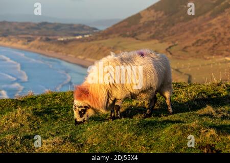 Pascolo delle pecore con la splendida baia di Rhossili sullo sfondo Foto Stock