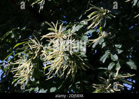 Edelkastanie, Esskastanie, Edel-Kastanie, ESS-Kastanie, Echte Kastanie, Marone, Blüte, Blüten, blühend, Castanea sativa, castagno dolce, Castagno spagnolo Foto Stock
