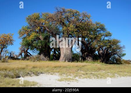 Affenbrotbaum, Baines baobab, Kudiakam Pan, Nxai Pan Nationalpark, Botswana / Affenbrotbaeume, Affenbrotbaeume Foto Stock