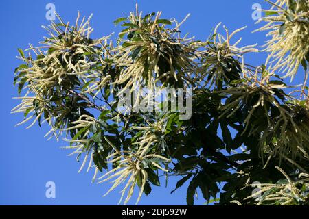Edelkastanie, Esskastanie, Edel-Kastanie, ESS-Kastanie, Echte Kastanie, Marone, Blüte, Blüten, blühend, Castanea sativa, castagno dolce, Castagno spagnolo Foto Stock