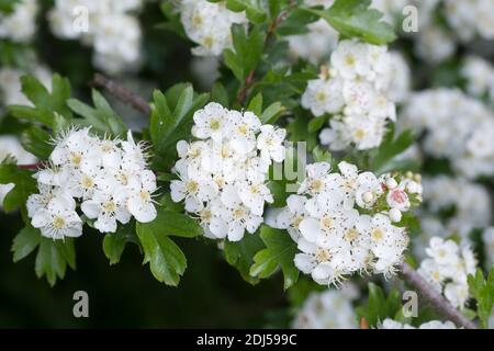 Eingriffliger Weißdorn, Eingriffeliger Weißdorn, Weissdorn, Weiß-Dorn, Weiss-Dorn, Hagedorn, Crataegus monogyna, biancospino, biancospino comune, oneed ha Foto Stock