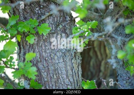 Eingriffliger Weißdorn, Eingriffeliger Weißdorn, Stamm, Rinde, Borke, Weissdorn, Weiß-Dorn, Weiss-Dorn, Hagedorn, Crataegus monogyna, biancospino, comune Foto Stock