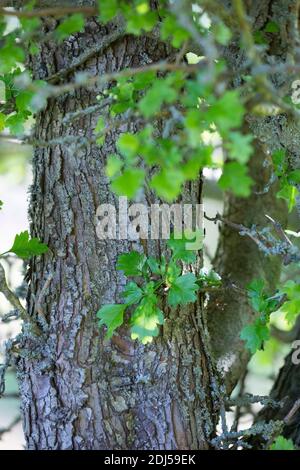 Eingriffliger Weißdorn, Eingriffeliger Weißdorn, Stamm, Rinde, Borke, Weissdorn, Weiß-Dorn, Weiss-Dorn, Hagedorn, Crataegus monogyna, biancospino, comune Foto Stock