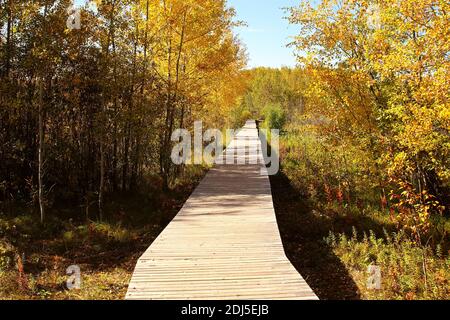 Una passerella che attraversa una foresta autunnale Foto Stock