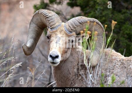 Pecora di Bighorn nel Giardino degli dei Foto Stock