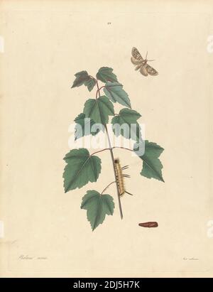 Phalaena Aceris. Acer rubrum (Grey Maple Moth, Red Maple), Plate 93 di James Edward Smith, la "Storia Naturale degli insetti pidopteri della Georgia", Londra, 1797, Stampa fatta da John Harris il maggiore, 1767–1832, britannico, dopo John Abbot, 1751–ca. 1840, British, 1797, incisione con colorazione originale a mano su media, leggermente testurizzata, carta di wove crema, foglio: 16 x 12 1/4 pollici (40.6 x 31.1 cm), botanica, farfalla, bruco, crisalide, pianta, acero rosso, scienza, vita morta, albero Foto Stock